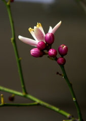 ワインレッドの蕾