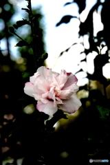 桜色の光彩