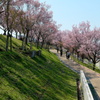堤防の緑