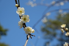 地元の春のおとずれ