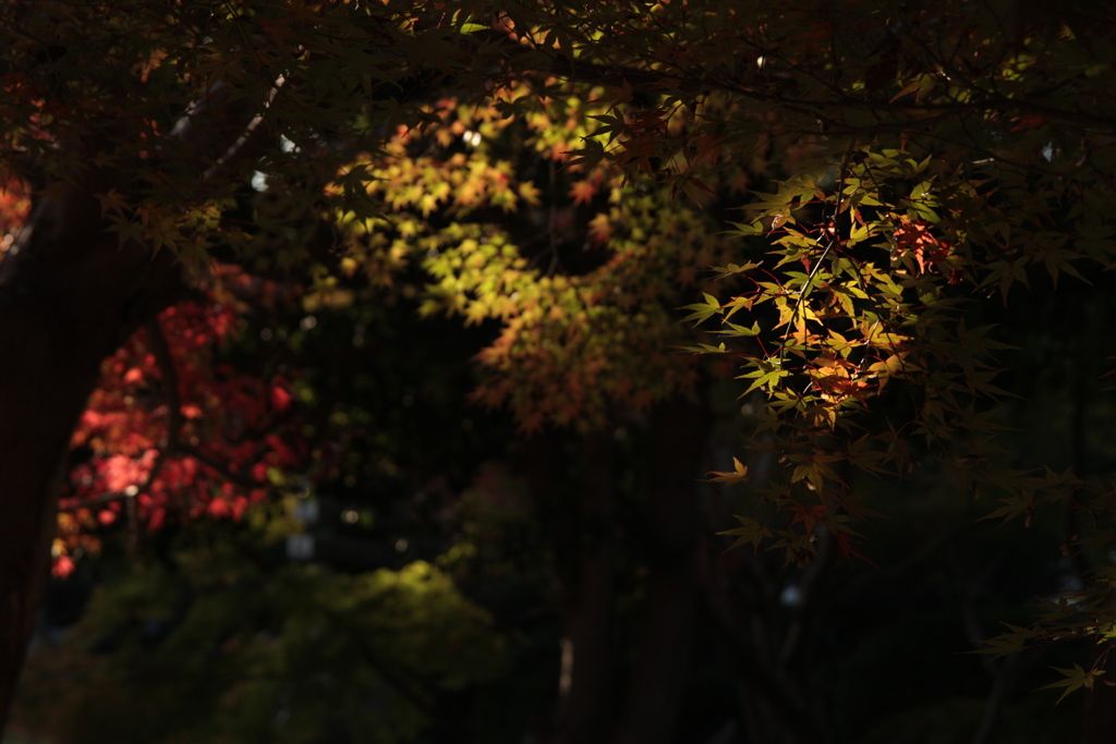 東漸寺　紅葉