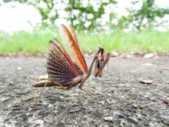 カマキリ夫人