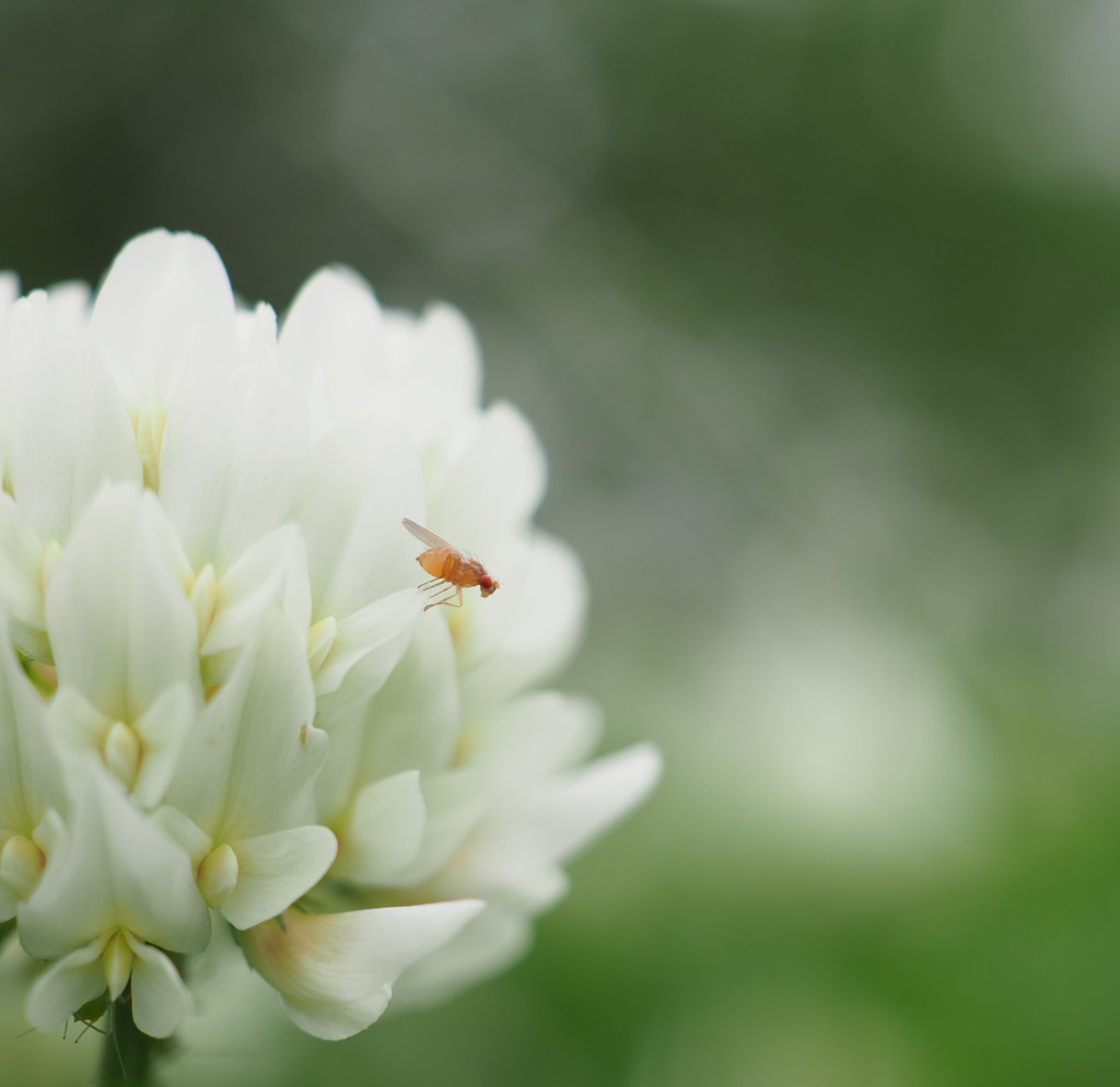 シロツメクサと小っちゃな虫