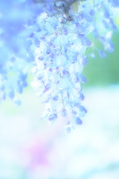 フジ　