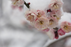 雪梅