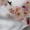 雪梅