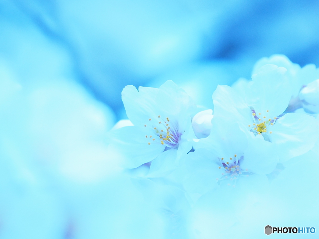 青桜