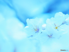 青桜