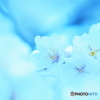 青桜