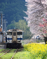 桜咲く駅