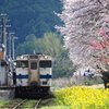 桜咲く駅