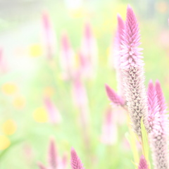 ヤリケイトウ