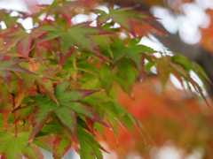 これから赤くなります。