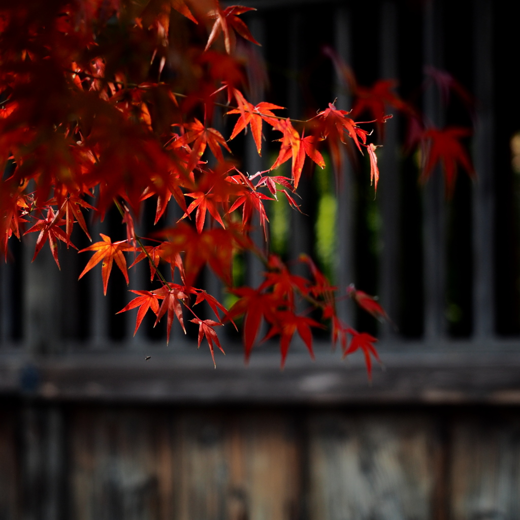 紅葉