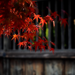 紅葉