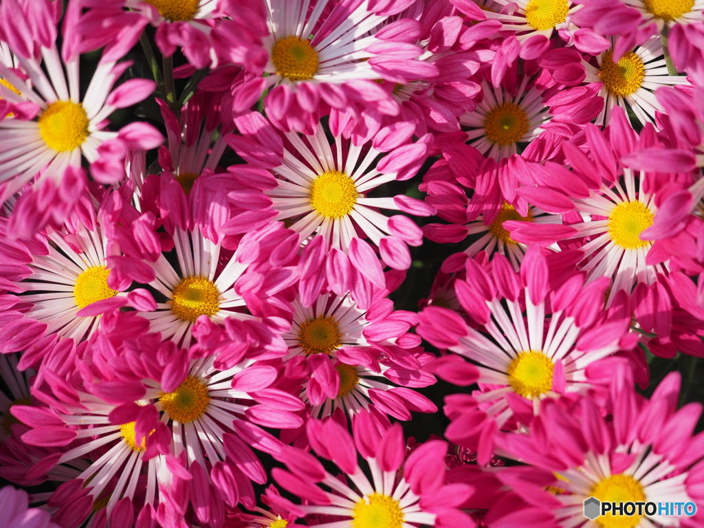 菊花火