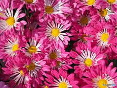 菊花火