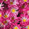 菊花火
