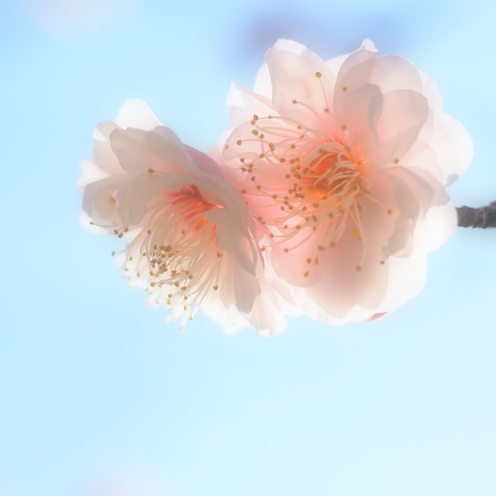 淡梅