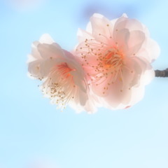 淡梅