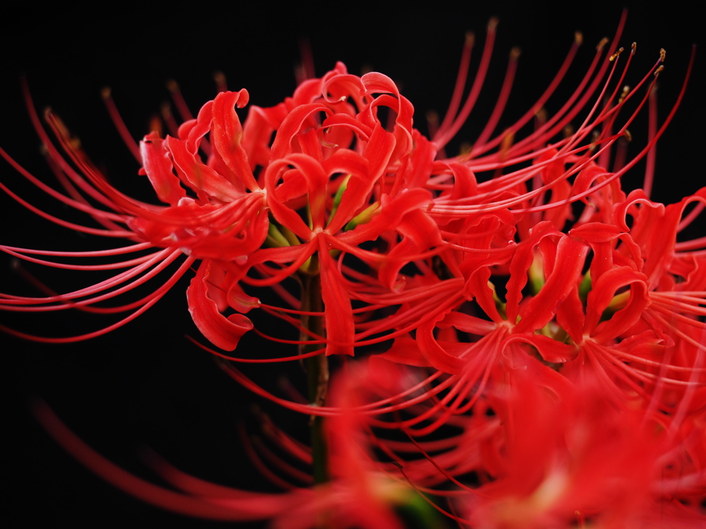 曼珠沙華