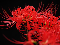 曼珠沙華