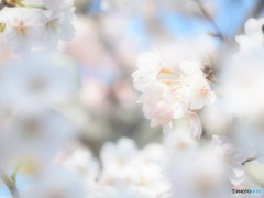 さくらさくら