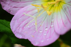 雨上がりのヒルザキツキミソウ