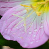 雨上がりのヒルザキツキミソウ