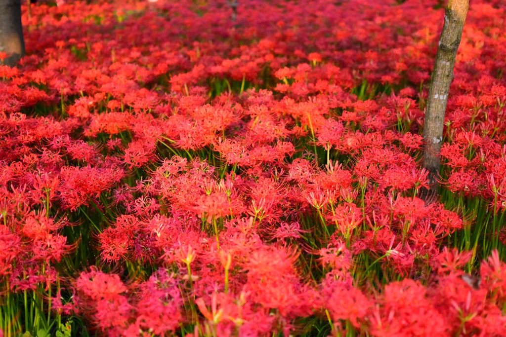 曼珠沙華