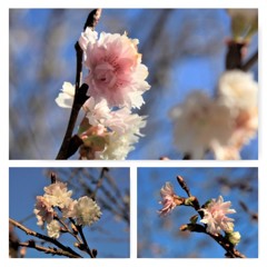12月と言うのに桜が・・・