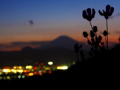 秋桜