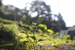 芽