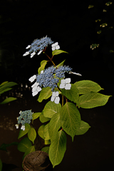 額紫陽花 ２
