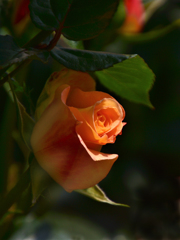 オレンジの薔薇