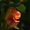 オレンジの薔薇
