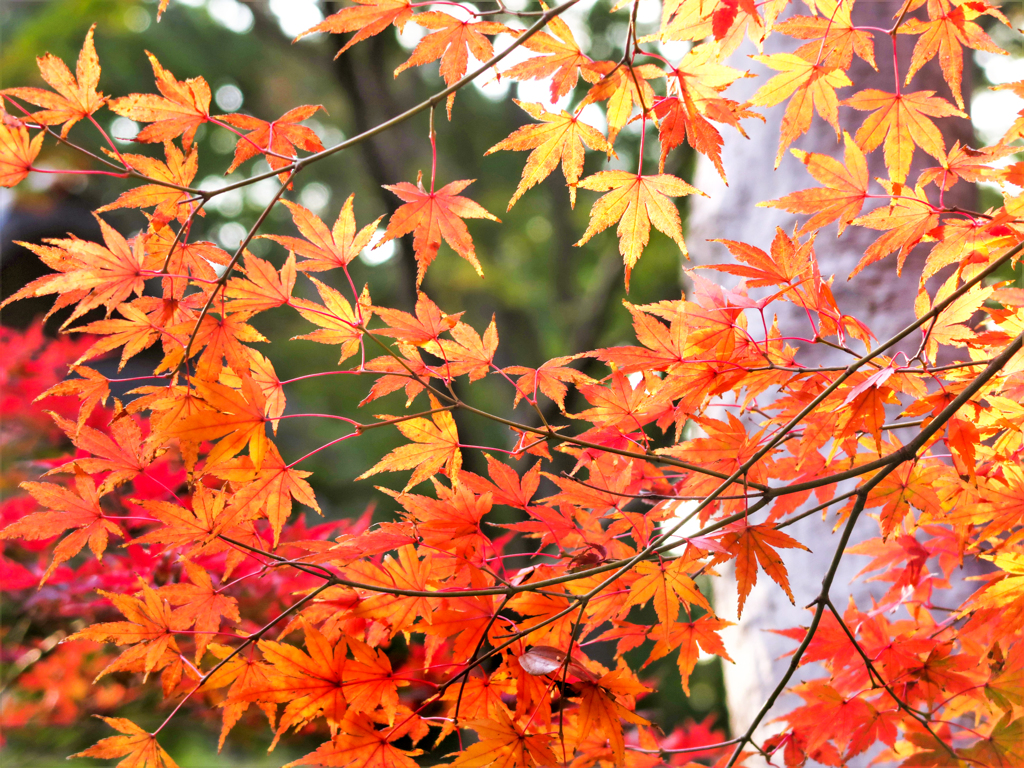 グラデーションな紅葉