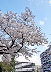 晴れた春の日に桜を見る