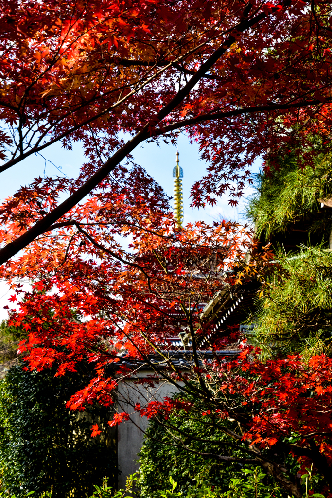 本土寺の紅葉1