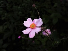 秋明菊　ピンク