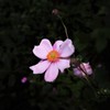 秋明菊　ピンク