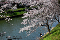 桜 11 千鳥ヶ淵