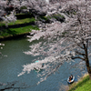 桜 11 千鳥ヶ淵