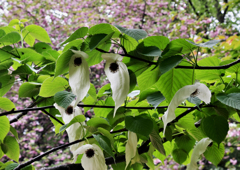 ハンカチの木の花　5