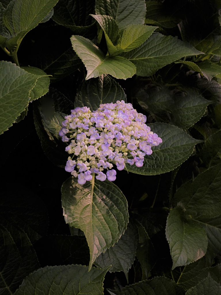 薄紫の紫陽花