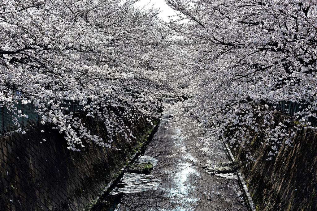 伝右川の桜　１