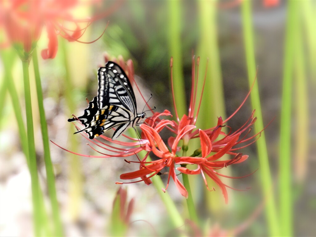 アゲハ蝶と彼岸花