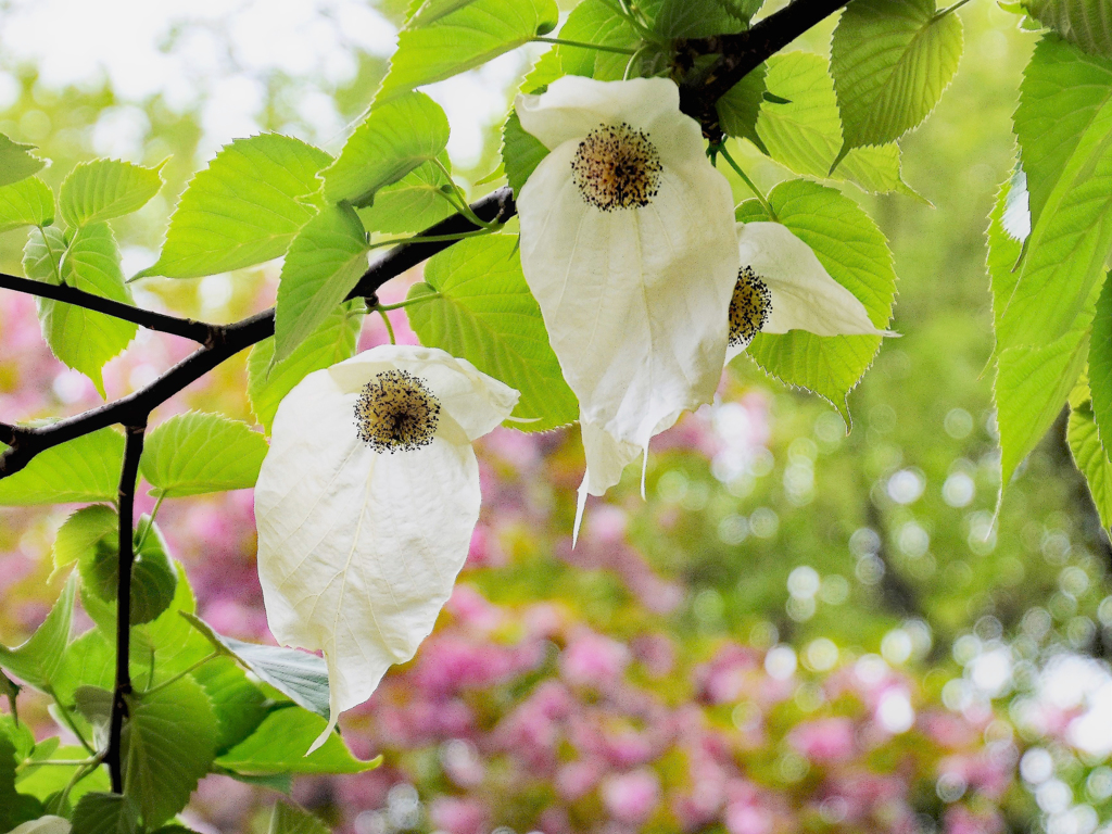 ハンカチの木の花　2