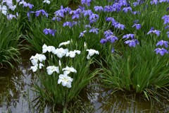水元公園の花菖蒲　14