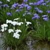 水元公園の花菖蒲　14